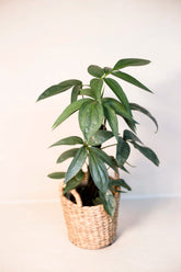 Amydrium magnificum "Silvery Ann"